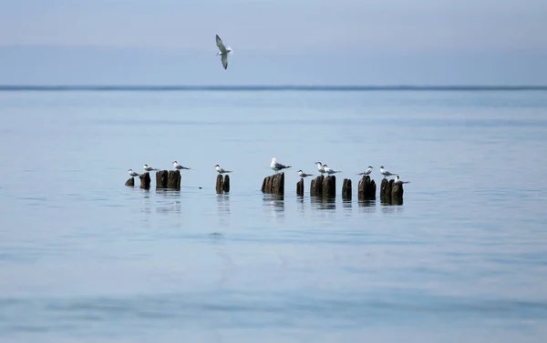 Möwen Der Ostsee Ein Ruhiger Sonniger Tag Lettland — Stockfoto