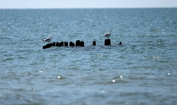 Möwen Der Ostsee Ein Ruhiger Sonniger Tag Lettland — Stockfoto