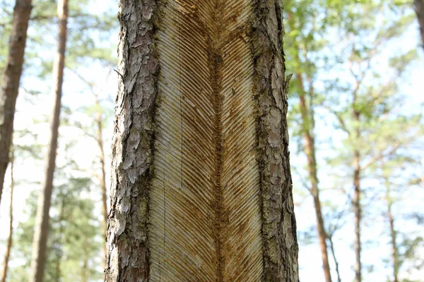 Kiefernstamm Mit Schnitten Harzsammlung Litauen Nationalpark Aukstaitija — Stockfoto