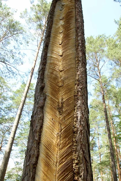 소나무 리투아니아 아우크 이티자 — 스톡 사진
