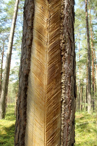 Dennenboom Met Incisies Harscollectie Litouwen Nationaal Park Aukstaitija — Stockfoto