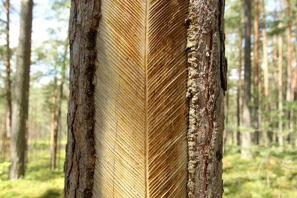 Tronco Pinheiro Com Incisões Coleção Resina Lituânia Parque Nacional Aukstaitija — Fotografia de Stock