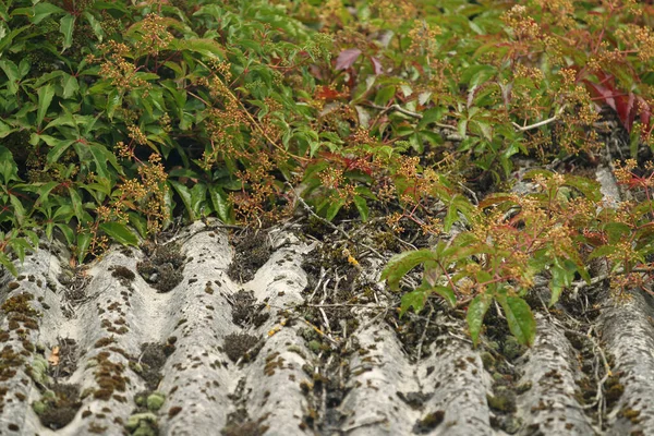 Ancien Toit Ardoise Recouvert Mousse Branches Sèches Lituanie — Photo