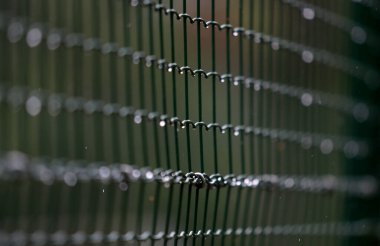 Yağmurdan sonra yeşil bahçenin önündeki metal ağ. Litvanya, Nida