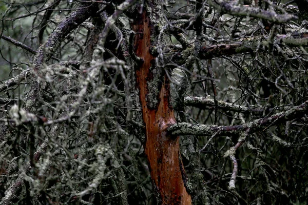 尼达森林的老松树林 没有树皮的松树 立陶宛 — 图库照片