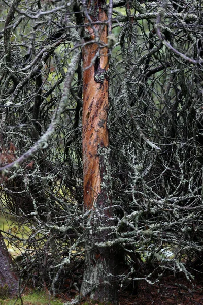 Παλιό Πευκοδάσος Στο Δάσος Της Νίδας Πεύκο Χωρίς Φλοιό Λιθουανία — Φωτογραφία Αρχείου