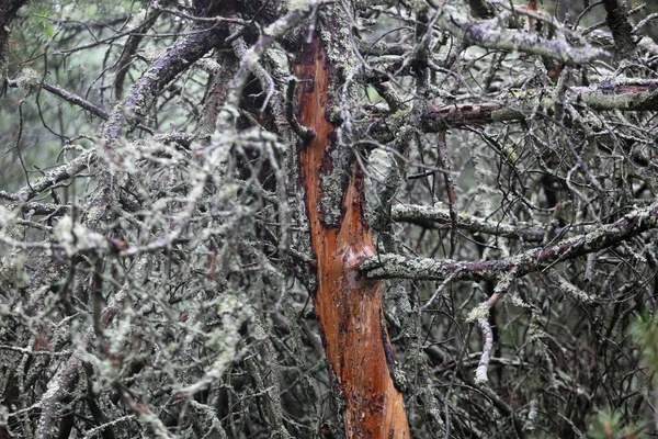 소나무 나무껍질없는 소나무 리투아니아 — 스톡 사진