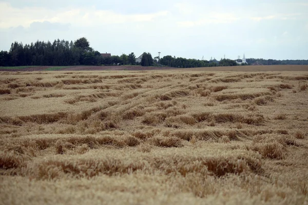 Campo Grano Appiattito Dalla Pioggia Campo Grano Maturo Danneggiato Dal — Foto Stock