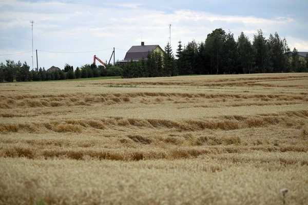 麦田被雨夷平 成熟的麦田被风雨破坏 立陶宛 — 图库照片
