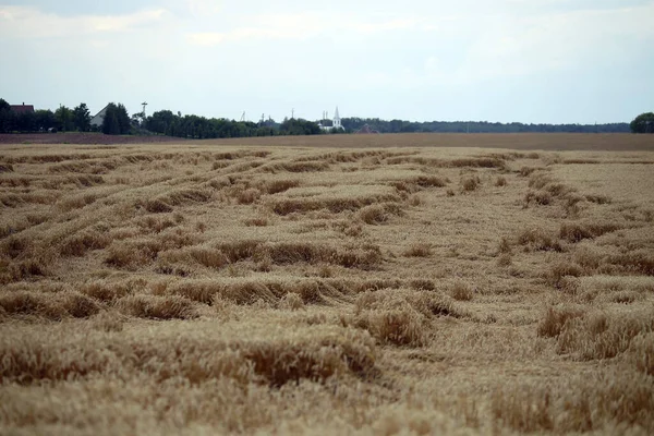 Campo Trigo Aplanado Por Lluvia Campo Trigo Maduro Dañado Por — Foto de Stock