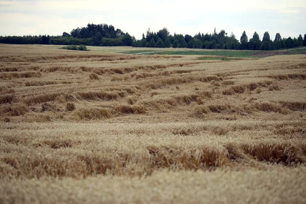 Campo Trigo Aplanado Por Lluvia Campo Trigo Maduro Dañado Por — Foto de Stock