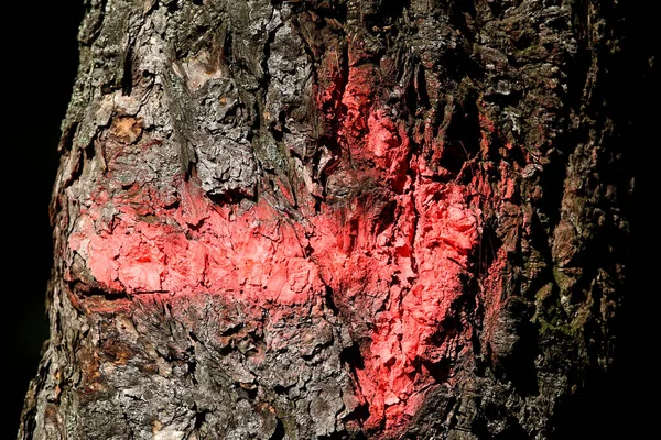 Strzałki Oznaczające Szlak Turystyczny Wiosna Drzewie Litwa — Zdjęcie stockowe