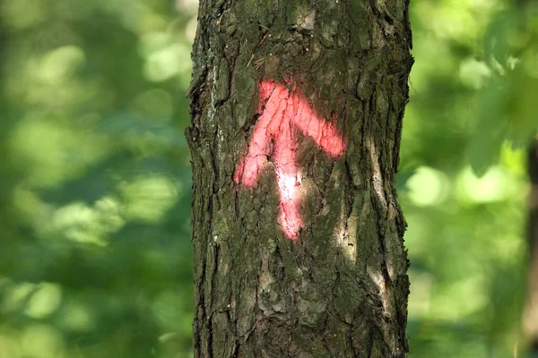 Pijlen Die Het Wandelpad Markeren Springen Een Boom Litouws — Stockfoto