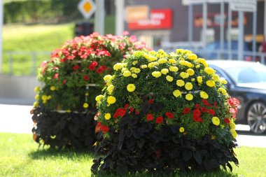 Litvanya 'daki Kedainiai şehri renkli çiçeklerle süslenmiştir.