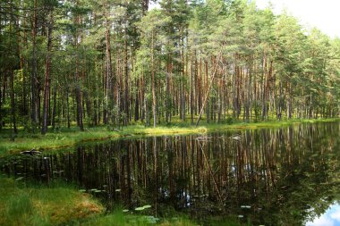 Ağaçlar ve küçük bir göl manzarası. Litvanca