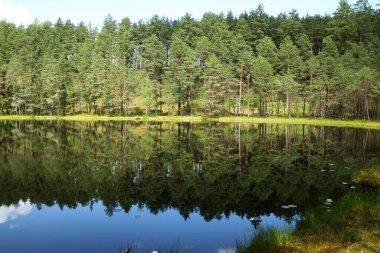 Ağaçlar ve küçük bir göl manzarası. Litvanca