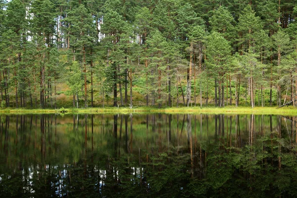 Τοπίο Δέντρα Και Μια Μικρή Λίμνη Λιθουανία — Φωτογραφία Αρχείου