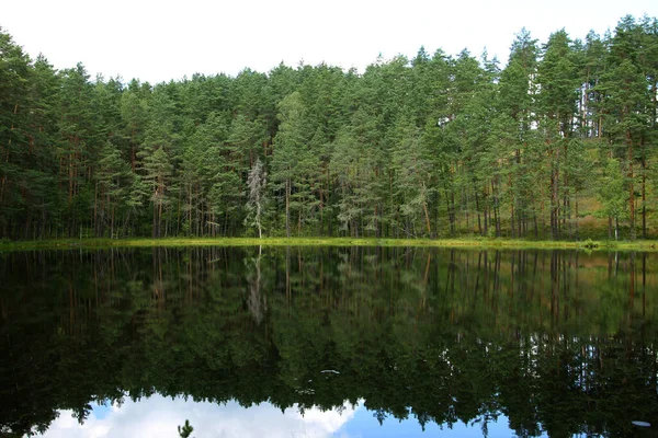 Paisaje Con Árboles Pequeño Lago Lituano — Foto de Stock