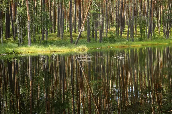 Τοπίο Δέντρα Και Μια Μικρή Λίμνη Λιθουανία — Φωτογραφία Αρχείου