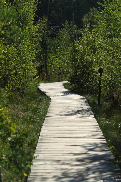 Wooden trail through the wetland to protect the environment from damage, Kaunas district, Dubrava cognitive trail