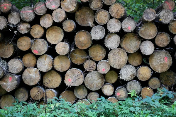 Вырубить Стволы Деревьев Лесу Каунасский Район — стоковое фото