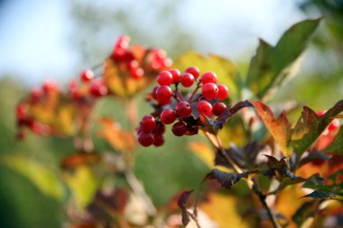Yaz bahçesinde olgun kırmızı kuşüzümü