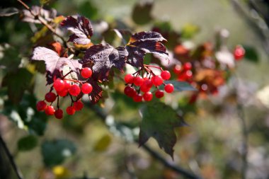 Yaz bahçesinde olgun kırmızı kuşüzümü