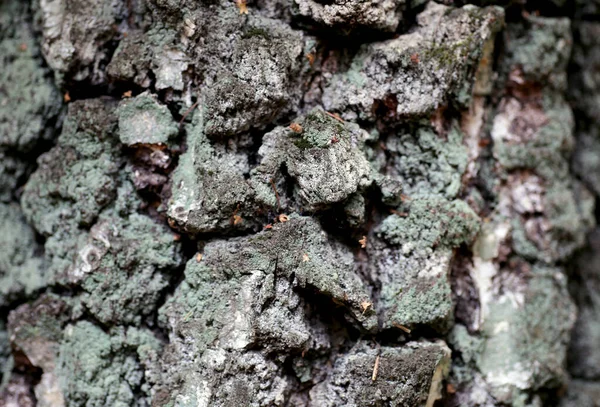 Corteza Árbol Viejo Detalle Fondo Textura Tronco —  Fotos de Stock