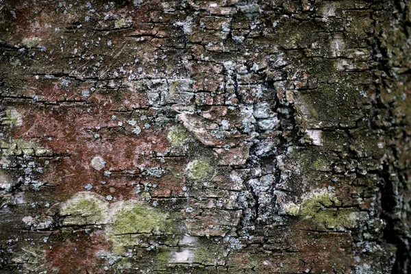 Stará Kůra Stromu Trup Textury Pozadí Detail — Stock fotografie