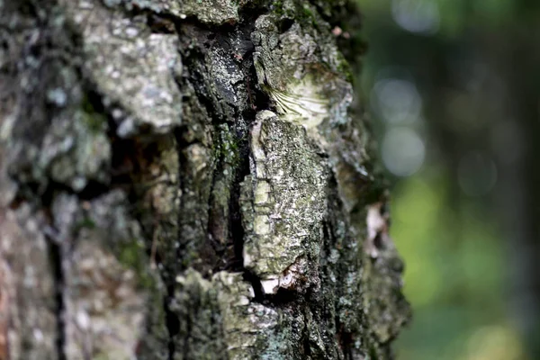 Gamla Träd Bark Stammen Struktur Bakgrund Detalj — Stockfoto