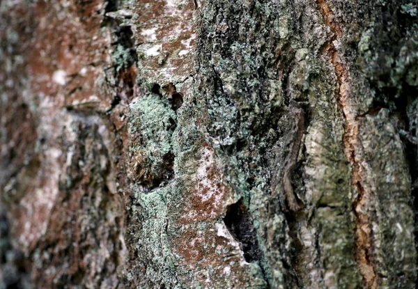 Vecchio Albero Corteccia Tronco Texture Sfondo Dettaglio — Foto Stock