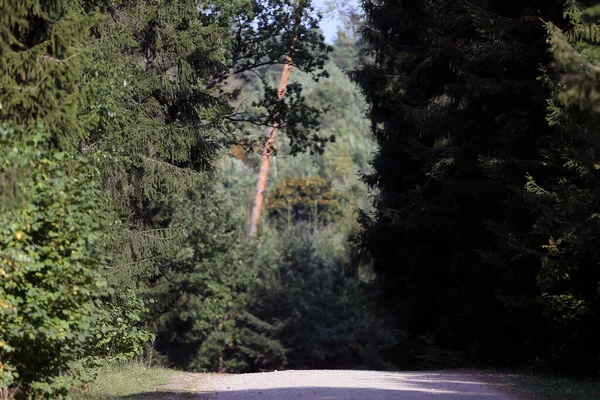 Rural Road Forest Lithuania — Stock Photo, Image