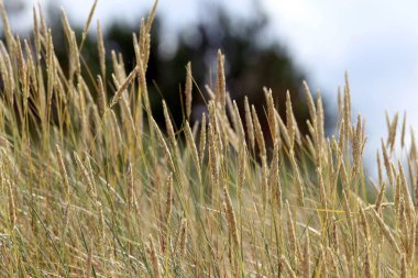 Sonbahar konsepti gibi sarı bir çimenin soyut dokusu