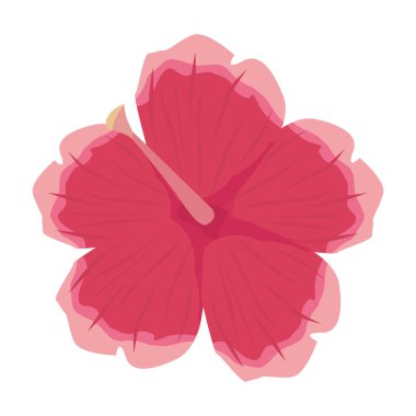 Beyaz arka plan üzerinde çiçek ebegümeci