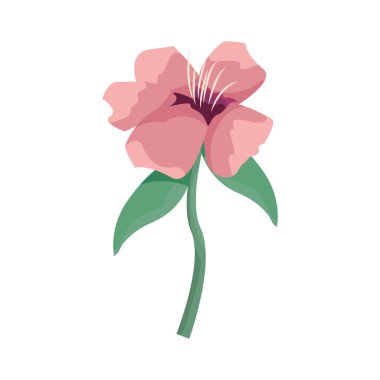 çiçek yaprakları yaprakları beyaz arka plan üzerinde