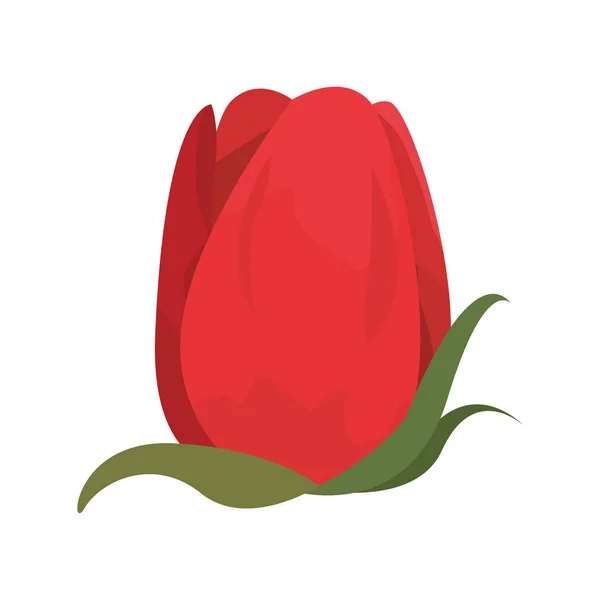Flower tulip on white background — Stock Vector