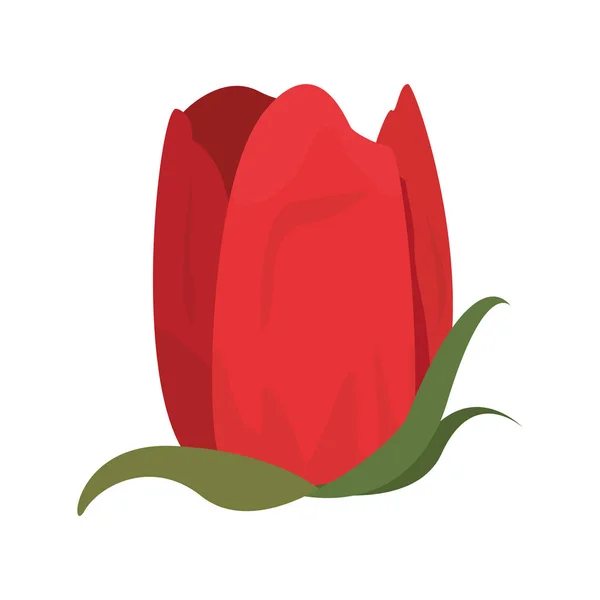 flower tulip on white background