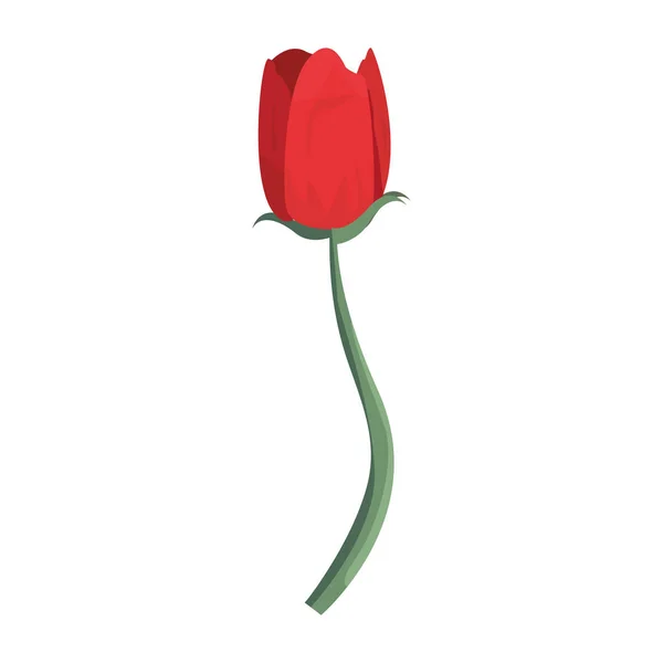 Flor tulipa no fundo branco — Vetor de Stock