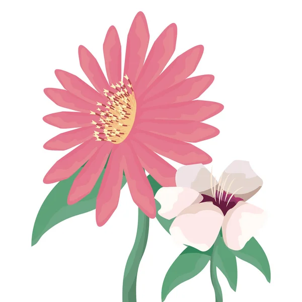 Bloemen daisy op witte achtergrond — Stockvector