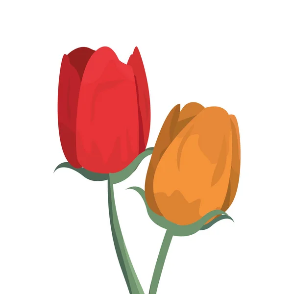 Two tulips flower decoration nature — Stock Vector