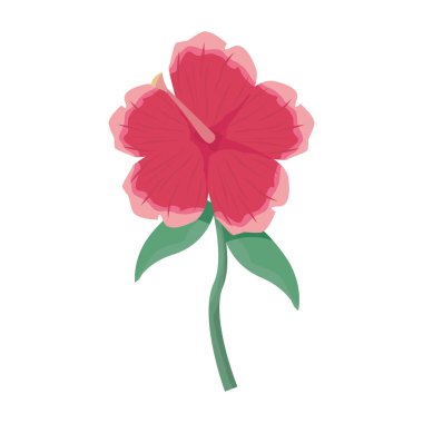 Beyaz arka plan üzerinde çiçek ebegümeci