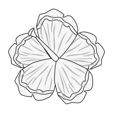 Beyaz arka plan üzerinde çiçek ebegümeci