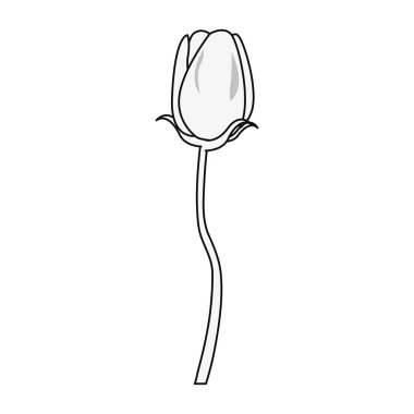 Beyaz arka plan üzerinde çiçek lale