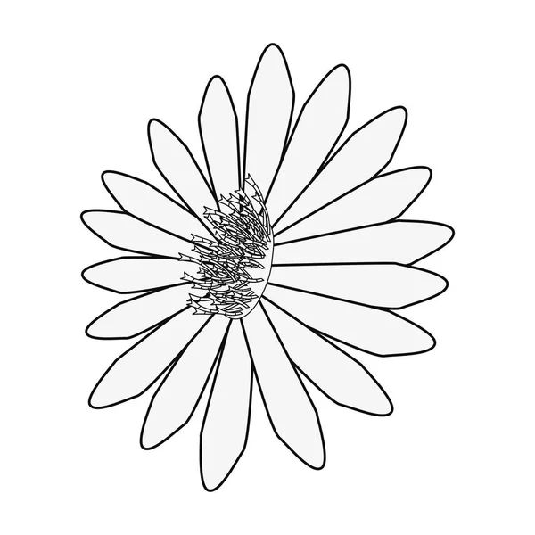Blomma daisy på vit bakgrund — Stock vektor