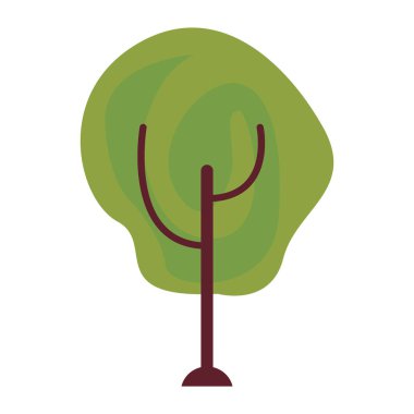 ağaç botanik beyaz arka plan üzerinde doğal