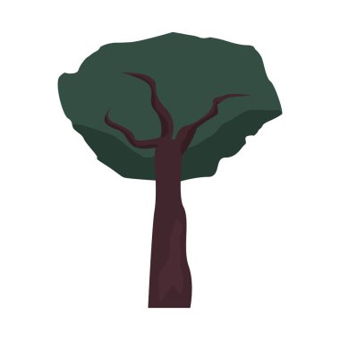 ağaç botanik beyaz arka plan üzerinde doğal