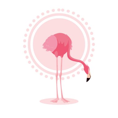 güzel flamingo kuşu standı