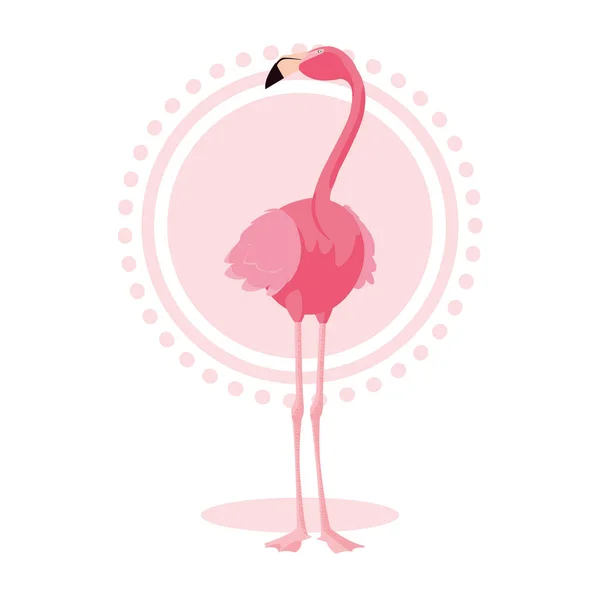 Vackra Flamingo Fågel Monterdesign Vektor Illustration — Stock vektor