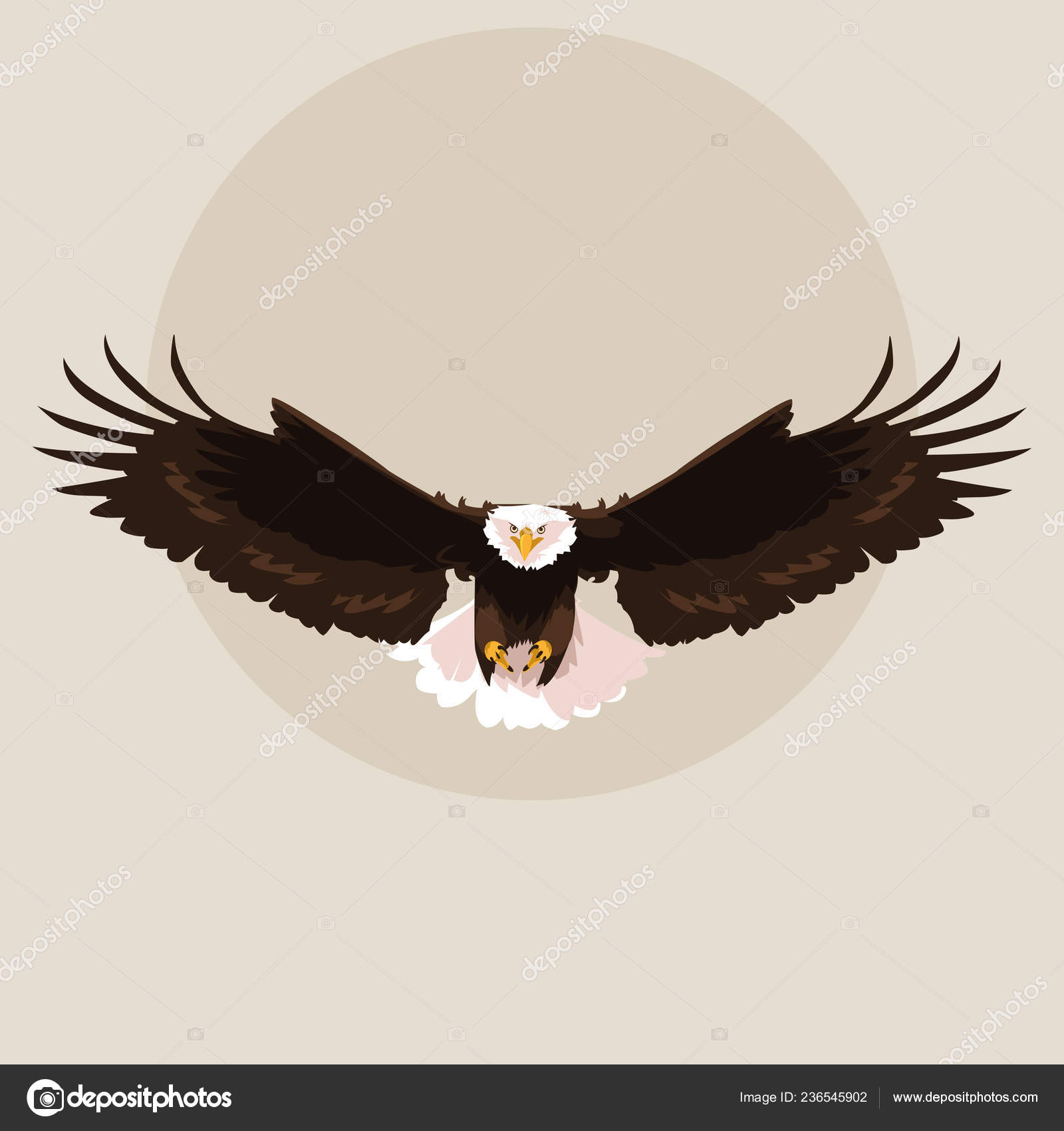 흰머리 독수리, 섬 집을 놓고 경쟁 - 마사스 빈야드 타임즈, image size:1600x1700