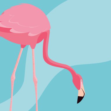 güzel flamingo kuşu standı